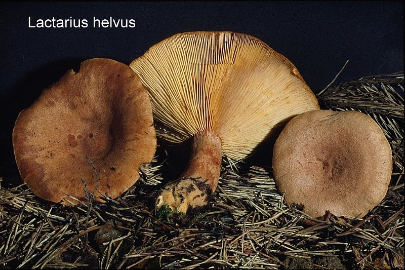 Lactarius helvus-amf1072.jpg - Lactarius helvus ; Nom français: Lactaire à odeur de céleri